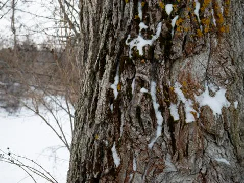 Tree trunk with snow and moss Foto stock