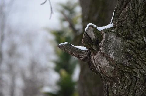 A tree trunk with snow on it. Stock Photos