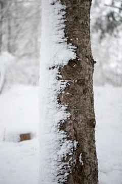 Tree trunk with snow on one side in winter on snowy day. Stock Photos