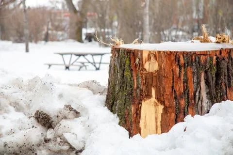 Tree Trunk In Snow Stock Photos