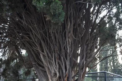 A Tree Trunk with So Many Branches Foto stock