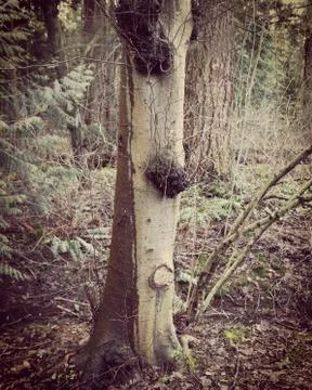 Tree trunk with soil and branches. Stock Photos