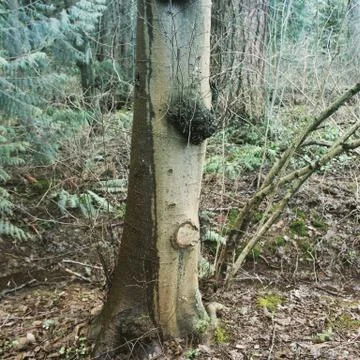 Tree trunk with soil and branches Stock Photos
