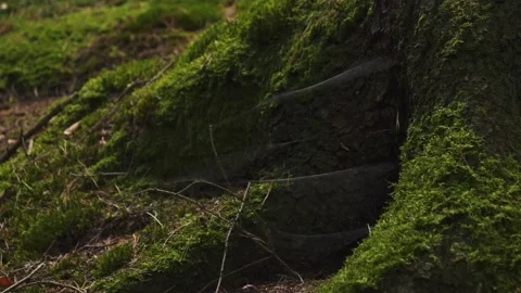 Tree Trunk with Spider Webs and Moss, Close Up Stock Footage 225883649