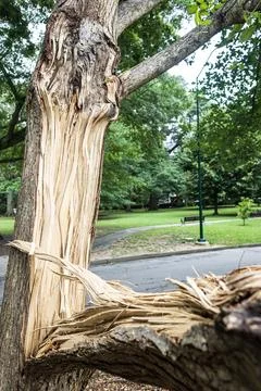 Tree trunk is splintered in half after severe storm Stock Photos
