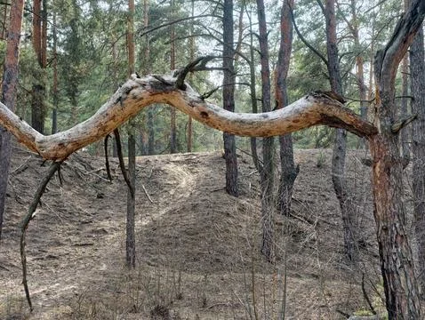 Tree trunk split and twisted, forming a massive serpentine branch in a wood.. Stock Photos