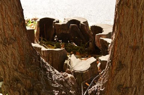 The tree trunk is split in half, with a hole in the middle. Stock Photos