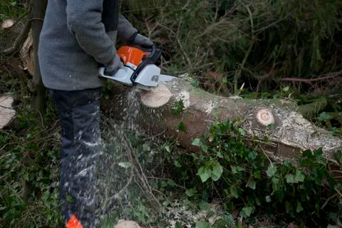 Tree trunk is split Stock Photos