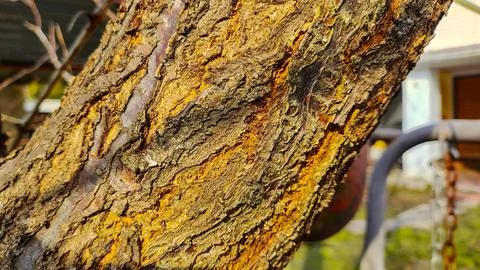 Tree trunk in spring. trees in spring. bark and wood texture. Stock Photos