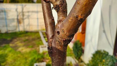 Tree trunk in spring. trees in spring. bark and wood texture. Stock Photos