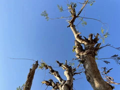 Tree trunk sprouting under blue sky Stock Photos
