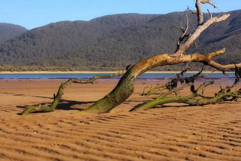 A tree trunk stack in the sand at low tide. Stock Photos