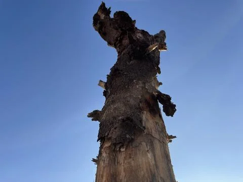 Tree trunk standing under blue sky Stock Photos