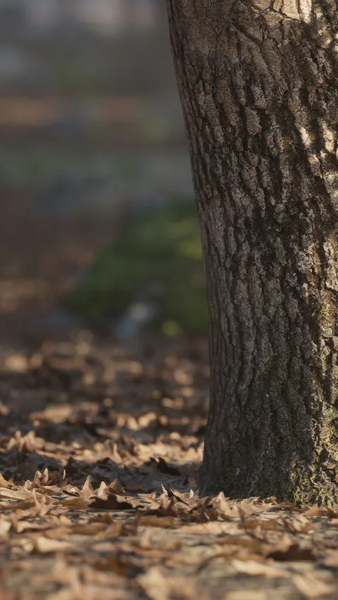 Tree trunk stands among fallen leaves in a quiet outdoor area Stock Footage 342106341