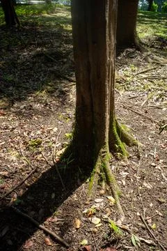 Tree trunk stands in dappled sunlight Stock Photos