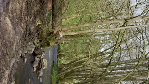 A tree trunk stands in the middle of a lush forest by a flowing river Stock-Footage 272317411