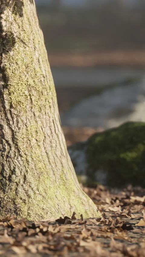 Tree trunk stands next to moss covered stones in a forest setting Stock Footage 341054343