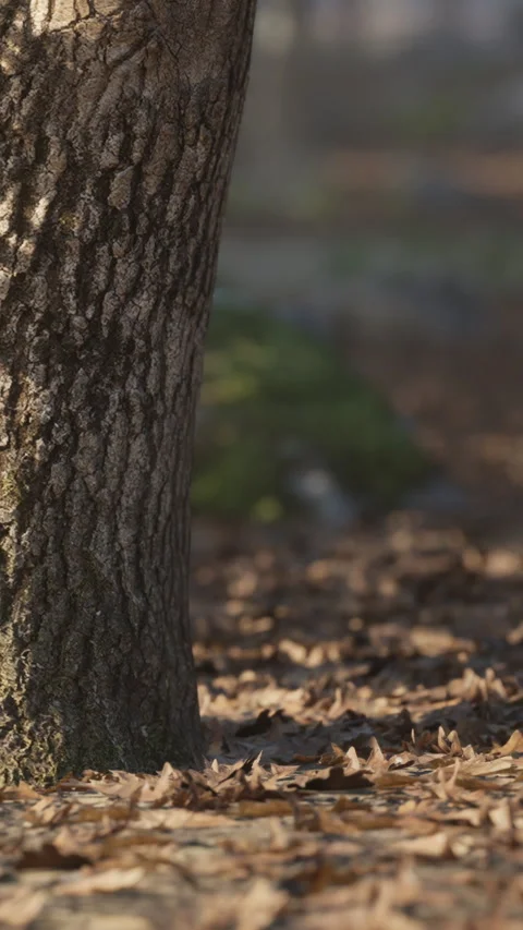 Tree trunk stands surrounded by fallen leaves in a quiet park Stock Footage 342150496