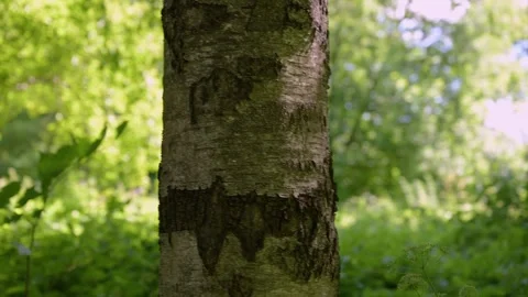 Tree trunk stands tall, bark textured and weathered. Green leaves blur soft.. Stock Footage 340039932