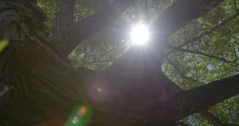 Tree trunk with star sun at this foliage top Vídeo Stock 130907790
