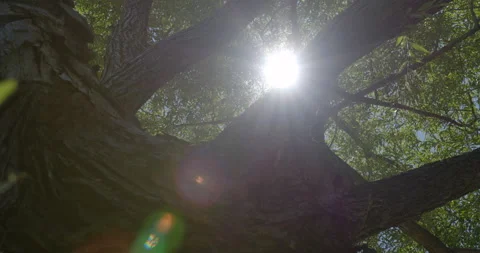 Tree trunk with star sun at this foliage top Vídeo Stock 130908028