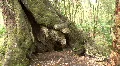 Tree Trunk in Starkey Nature Park HD Footage