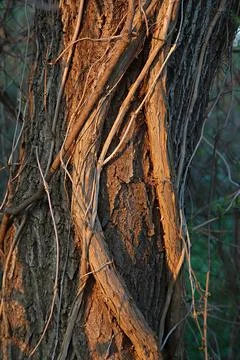 Tree trunk strangled by creeping plant Stock Photos