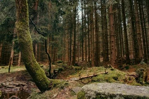 Tree trunk by a stream flowing down from the mountains, forest in Karkonosze Foto stock