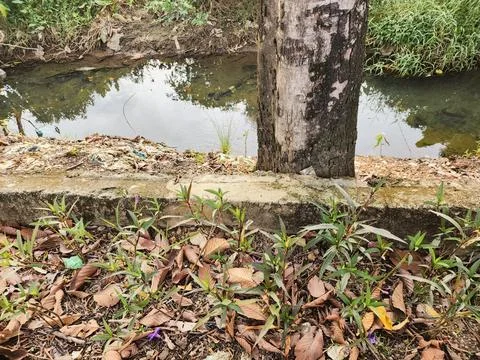 Tree Trunk by a Stream with Greenery and Fallen Leaves Stock Photos