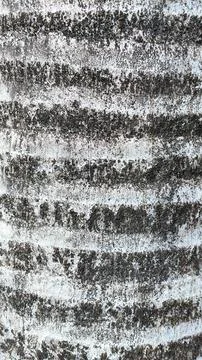 A tree trunk with a striped pattern, texture wooden background wallpaper Stock Photos