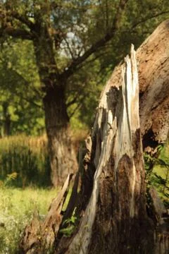 Tree trunk struck by lightning Stock Photos