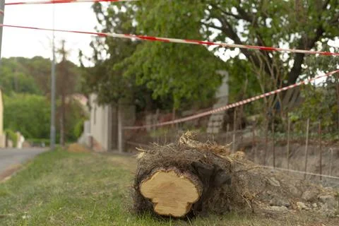 Tree trunk stump with exposed roots beside suburban road cordoned by red tape Stock Photos