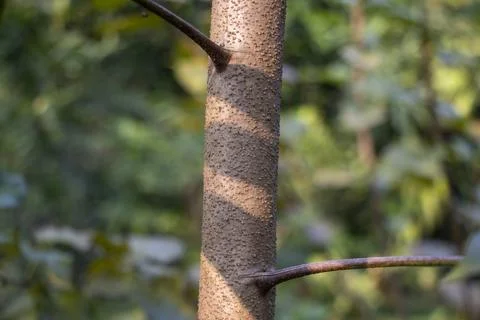 The tree trunk is sturdy and solid, rising from the earth like a pillar Stock Photos