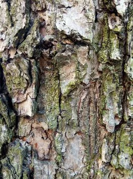 Tree trunk in the summer Stock-Fotos