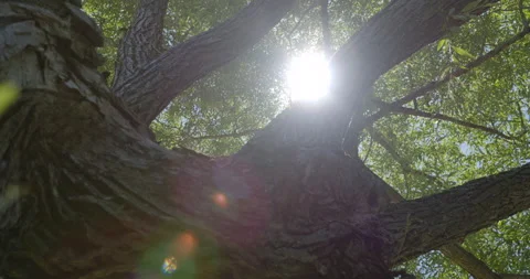 Tree trunk with sun at this foliage top 1 Vídeo Stock 130907651