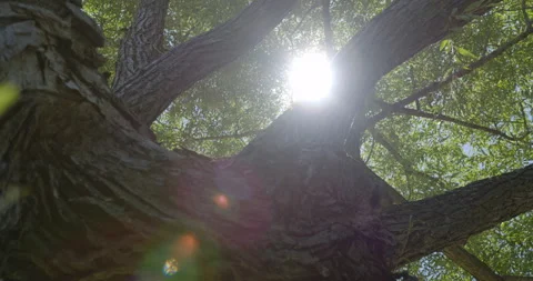 Tree trunk with sun at this foliage top 1 Stock Footage 130907720