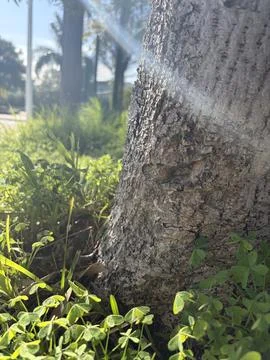 Tree Trunk in a Sunbeam Foto stock