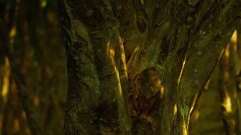 Tree trunk with sunlight filtering through leaves in a forest 스톡 동영상 342048908