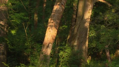 Tree Trunk in Sunlight Stock Footage 313951967