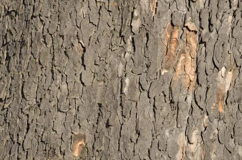 Tree trunk surface Stock Photos