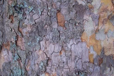 Tree trunk surface, tree bark structure, macro backgrounds Stock Photos