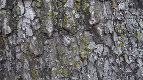 Tree trunk surface wood background texture slow motion Stock Footage 252083250