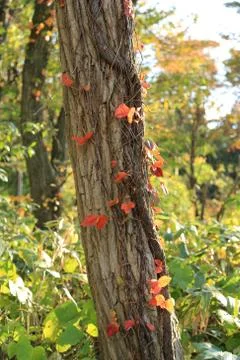 Tree trunk surround with vine Stock Photos
