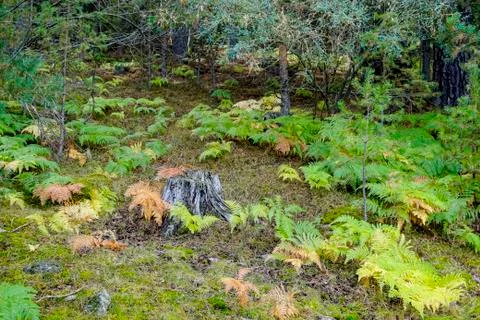Tree trunk surrounded by ferns Stock Photos