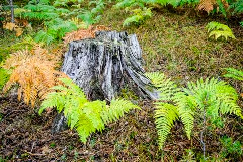 Tree trunk surrounded by ferns Stock Photos