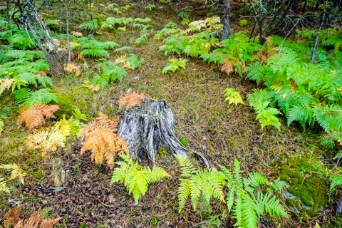 Tree trunk surrounded by ferns Stock Photos