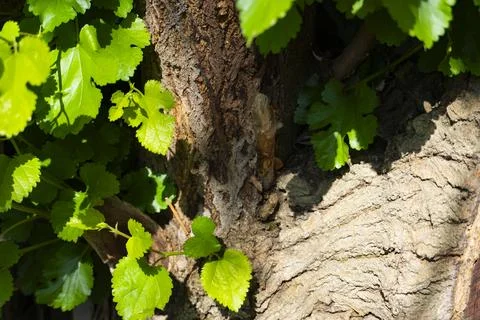 Tree Trunk Surrounded by Fresh Green Leaves 스톡 사진