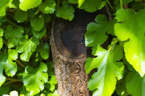 Tree Trunk Surrounded by Fresh Green Leaves Foto stock