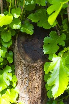 Tree Trunk Surrounded by Fresh Green Leaves Stock-Fotos