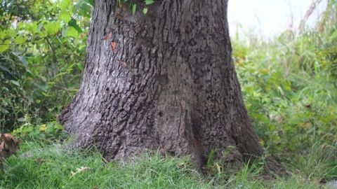 Tree Trunk Surrounded by Grass Stock Footage 320434871